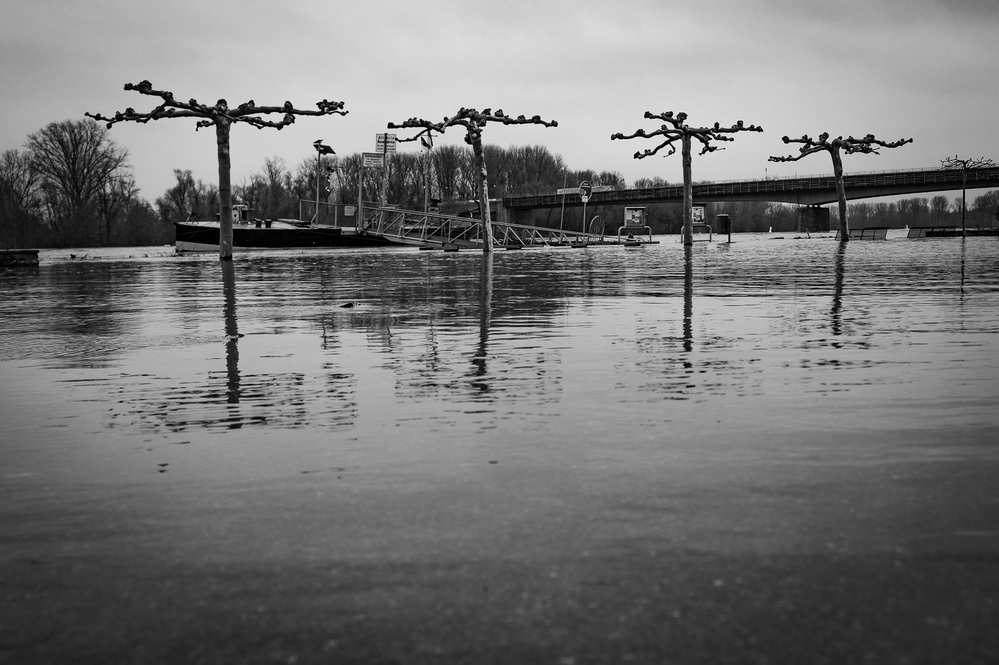Klehmann Hochwasser Rhein Januar INTERNET 07