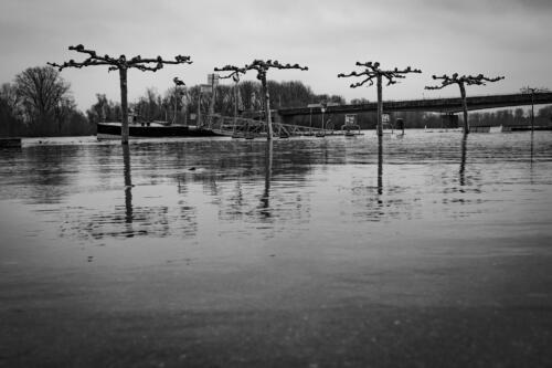 Klehmann Hochwasser Rhein Januar INTERNET 07