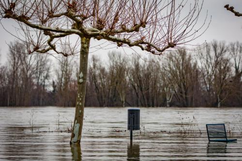 Klehmann Hochwasser Rhein Januar INTERNET 15