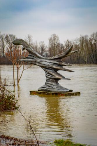 Klehmann Hochwasser Rhein Januar INTERNET 18