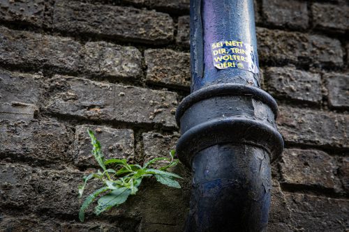 2025 Klehmann Dublin 085