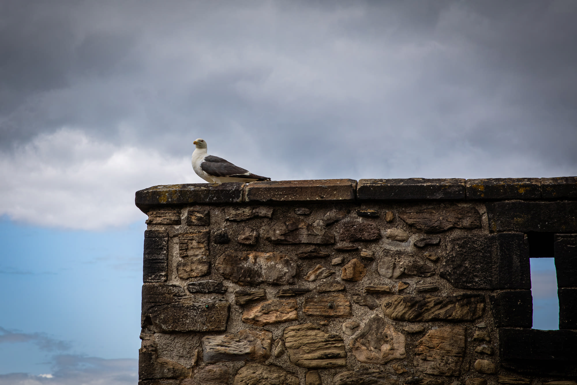 2025 Klehmann Edinburgh 036