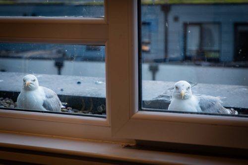 2025 Klehmann Edinburgh 082