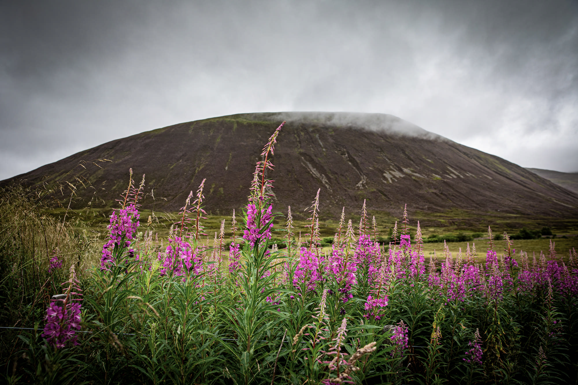 2025 Klehmann Highlands 008