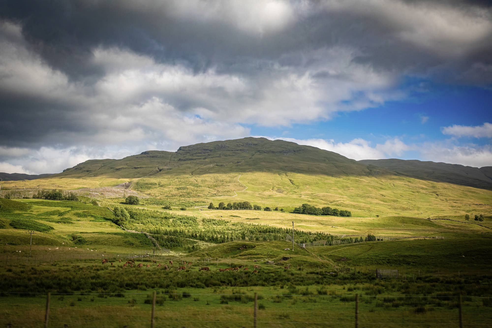 2025 Klehmann Highlands 158