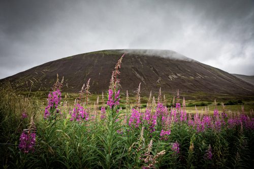 2025 Klehmann Highlands 008